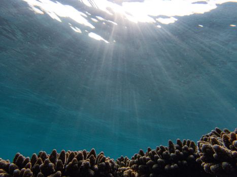 Captivating underwater coral reef with sunrays filtering through water surface.
