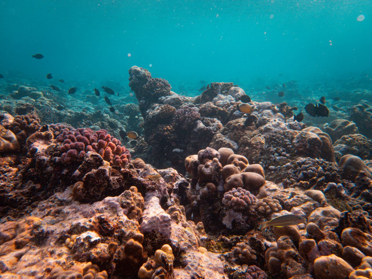 explore the vibrant marine life of a colorful underwater coral reef ec
