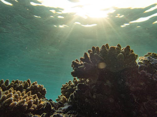 Безкоштовне стокове фото на тему «кораловий риф, красиві пейзажі, під водою»