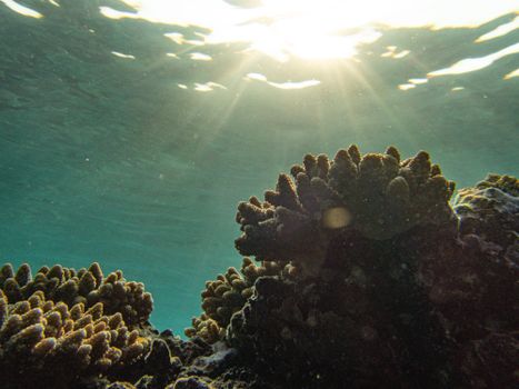A captivating underwater view of sunlit coral reefs showcasing marine life.