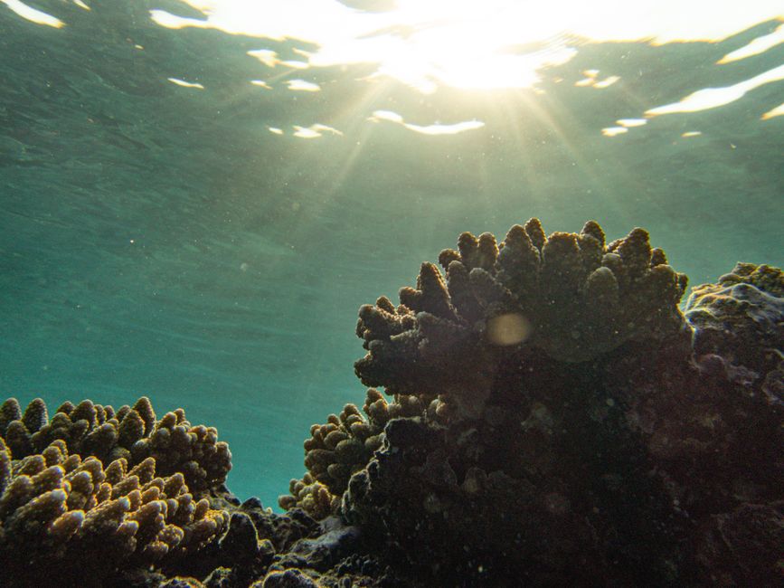 As global warming threatens corals, scientists search for reefs that can take the heat