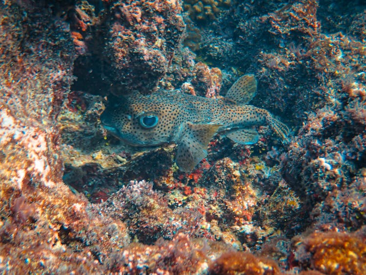 Spot-fin Porcupinefish Underwater