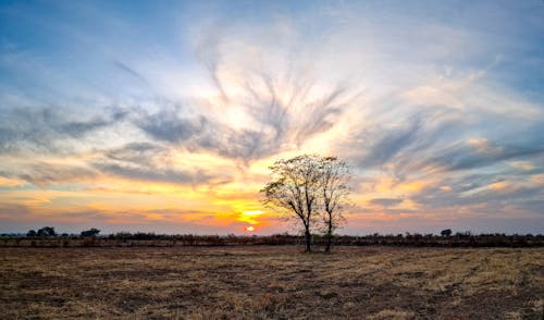 Free Silhouette of a Leafless Tree during Sunset Stock Photo