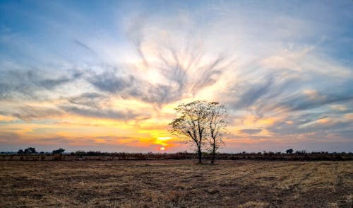 Kostenloses Stock Foto zu dämmerung, kahlen baum, natur