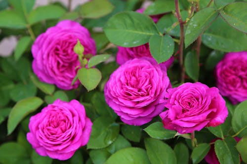 Free stock photo of pink roses, rose