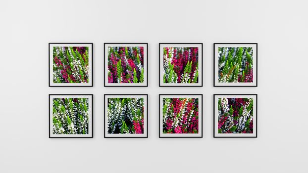 白色画廊的墙上展示了一系列镶框的、充满活力的石南花照片