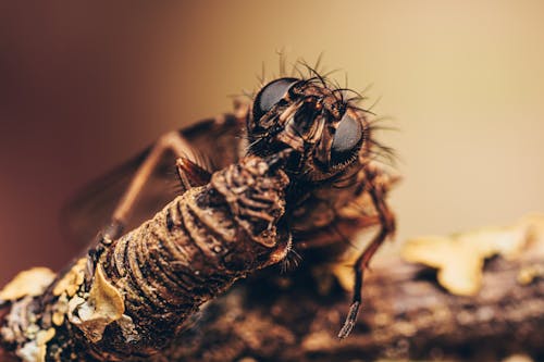 Imagine de stoc gratuită din entomologie, insectă, macro shot