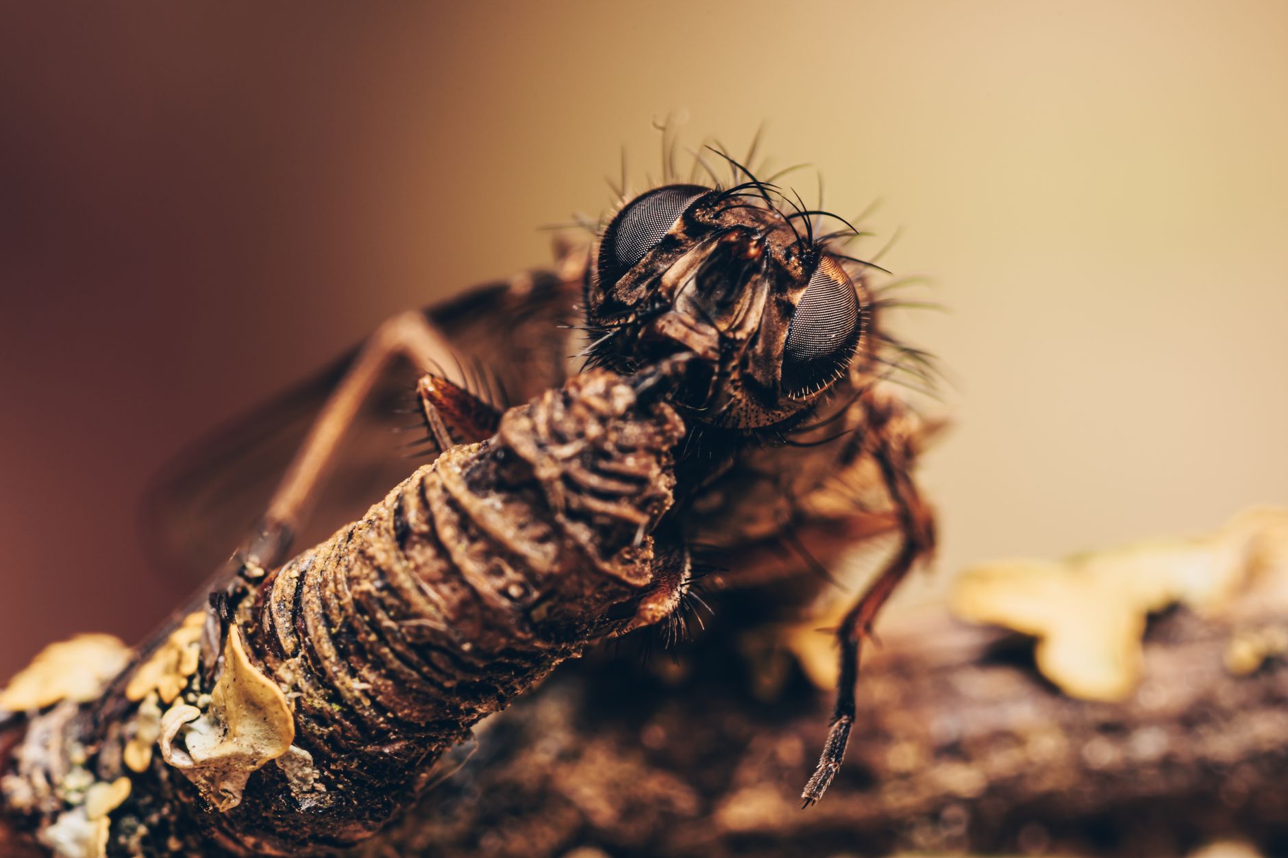 Detailed macro shot of a hairy fly gripping a twig, showcasing intricate textures.