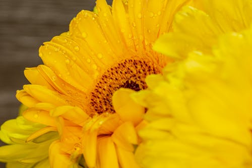 Close up of a Yellow Flower