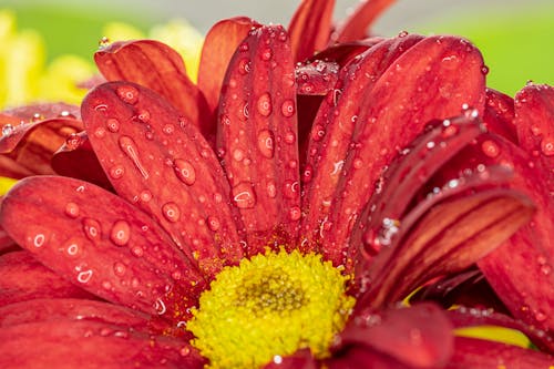 Gratis lagerfoto af blomst, dug, flora