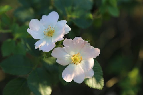 Free stock photo of rosehip