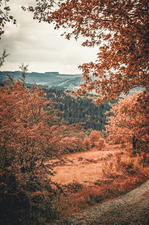Landschaftsfotografie Von Bergen Und Bäumen