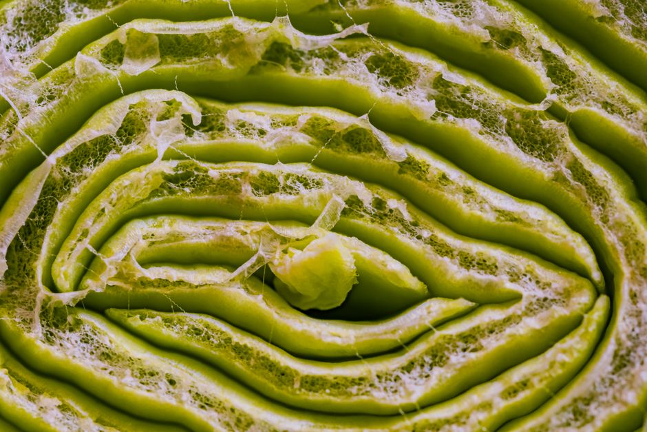 Macro shot of fresh green cabbage emphasizing intricate layers and natural texture.