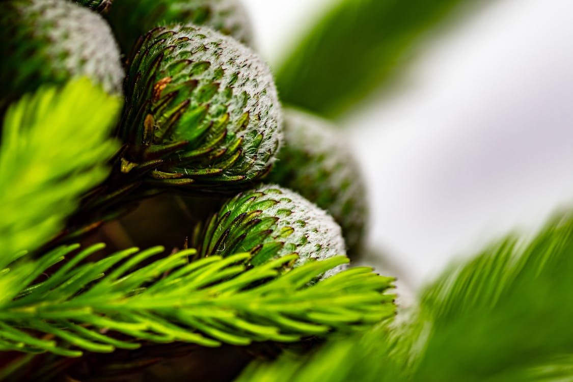 Close-up of a Conifer Branch with Unripe Cones 