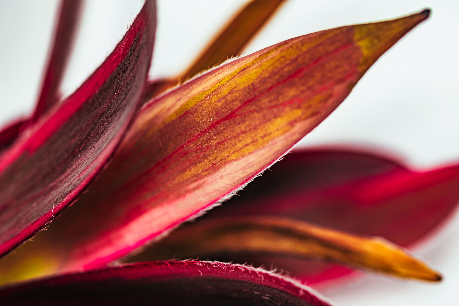 Close-up photo of vibrant red Cordyline leaves, highlighting the rich texture and colors.