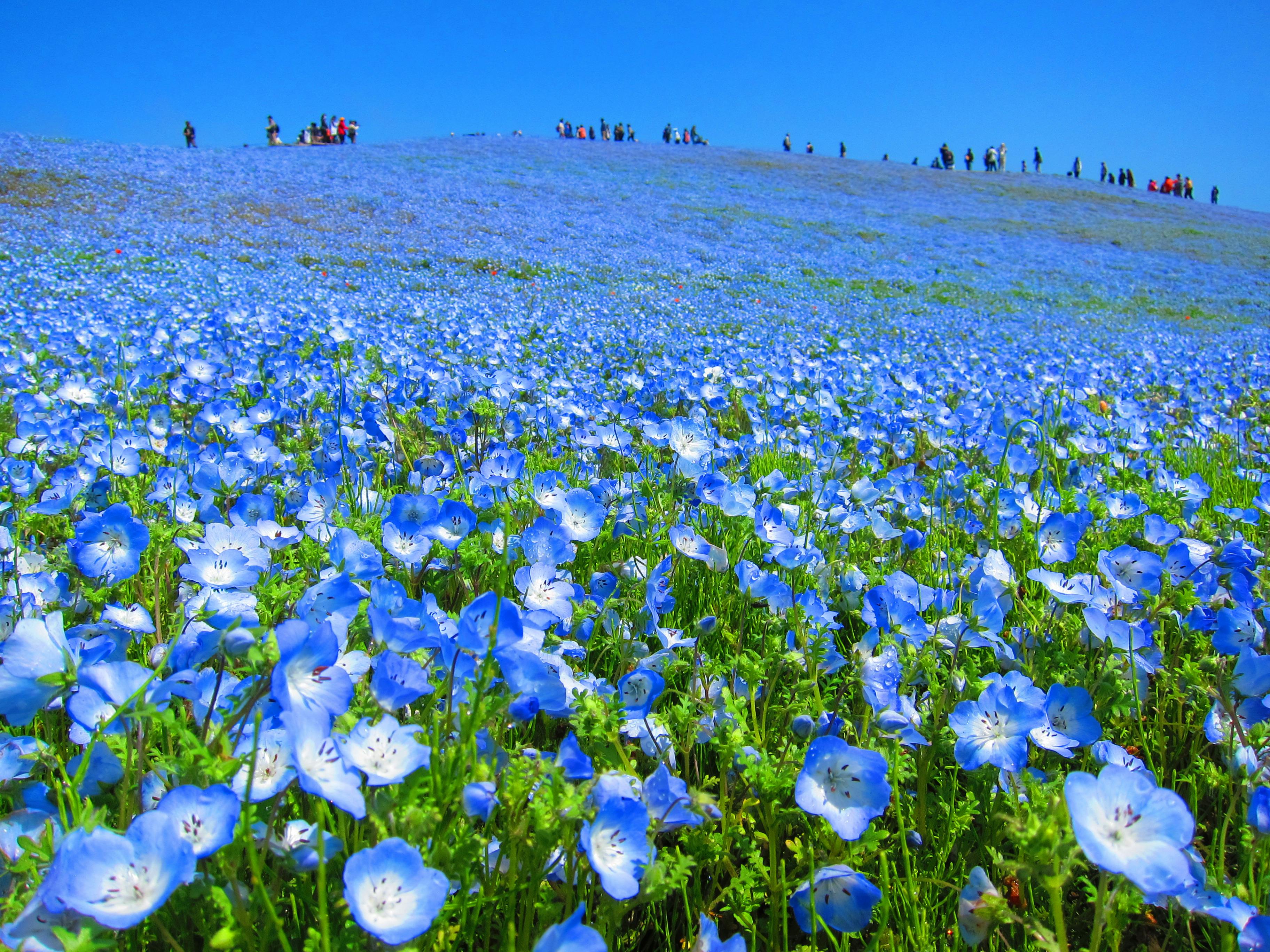 Free stock photo of baby blue, blue meadow, flower hill