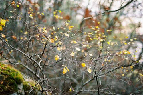 Free Delicate tree branches with yellow autumn leaves in a serene forest setting. Stock Photo