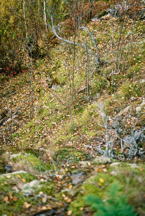 Free Explore a tranquil forest trail adorned with vibrant autumn leaves and wild plants. Stock Photo