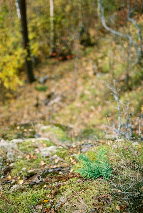 Fern Growing in Forest