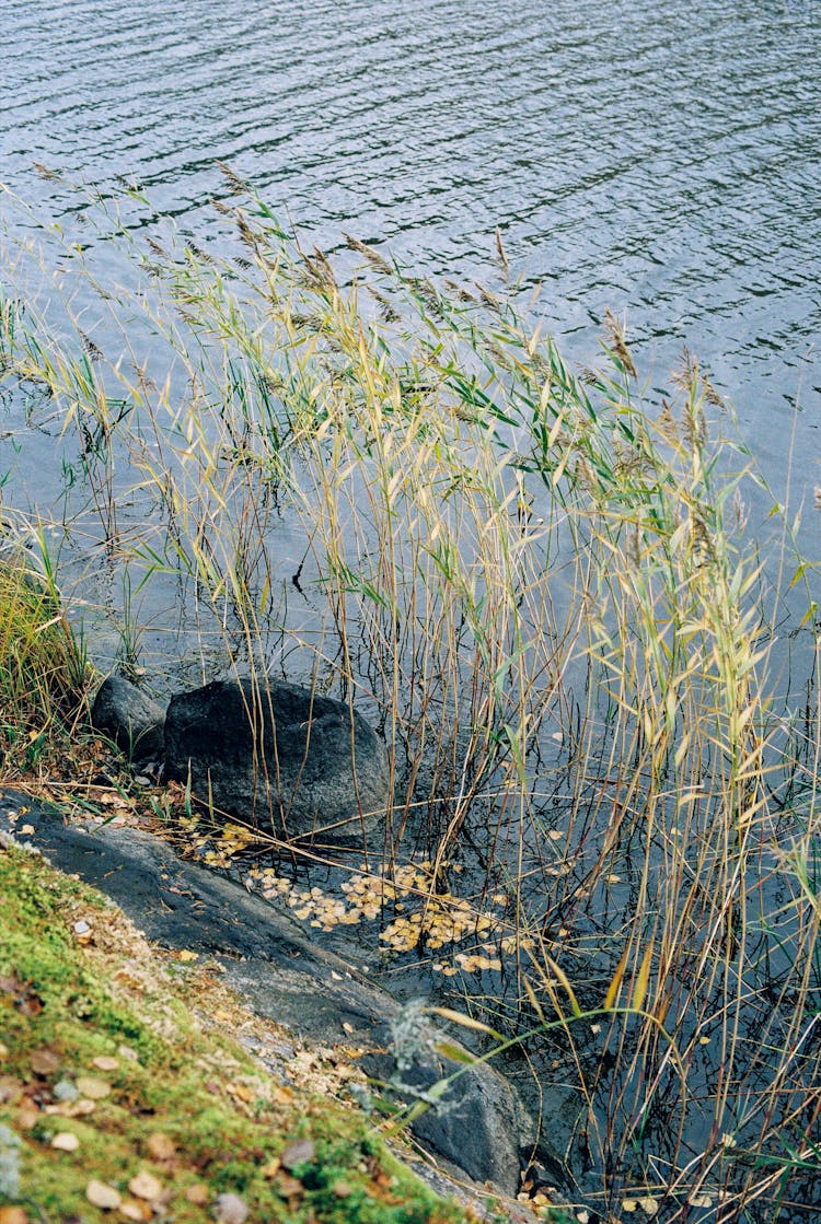 Grass Growing At River Bank In Water