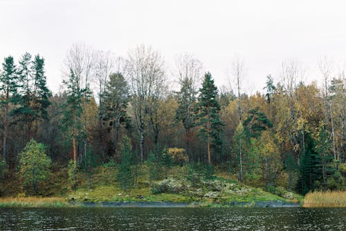 Darmowe zdjęcie z galerii z drzewa, jezioro, las