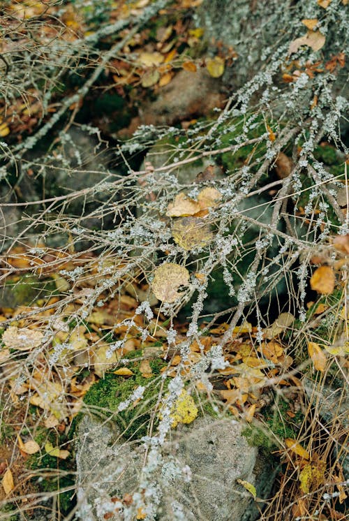 Brown Dried Leaves on Ground