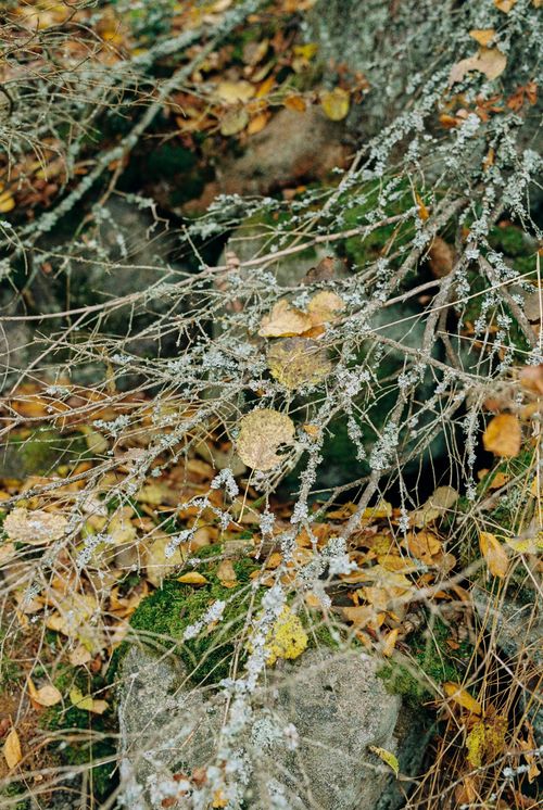 Free Detailed view of dried leaves, branches, and moss on a rocky forest floor. Stock Photo