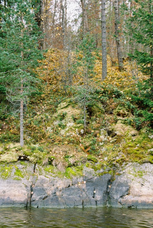 Kostnadsfri bild av flod, höst, landskap