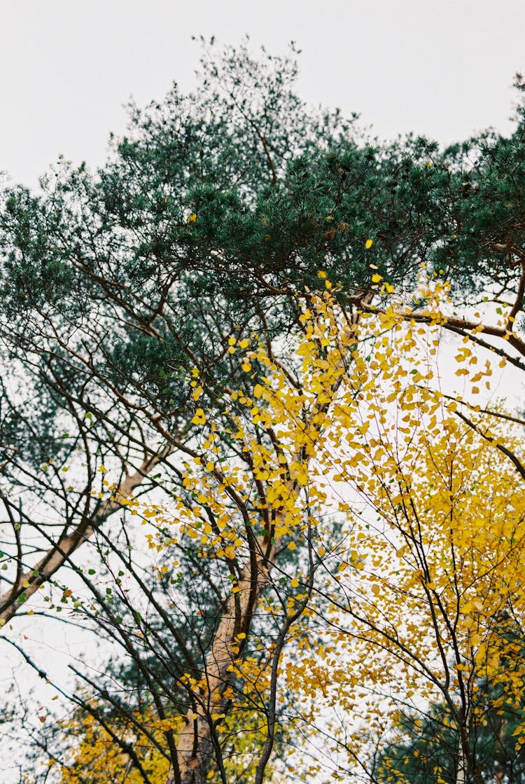 Tree Crowns In The Forest In Autumn 