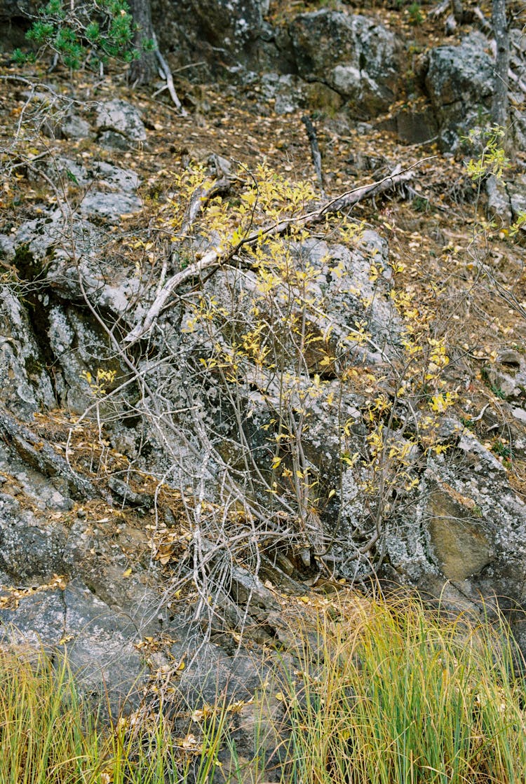 Tree Branch Lying On Moss Covered Rock