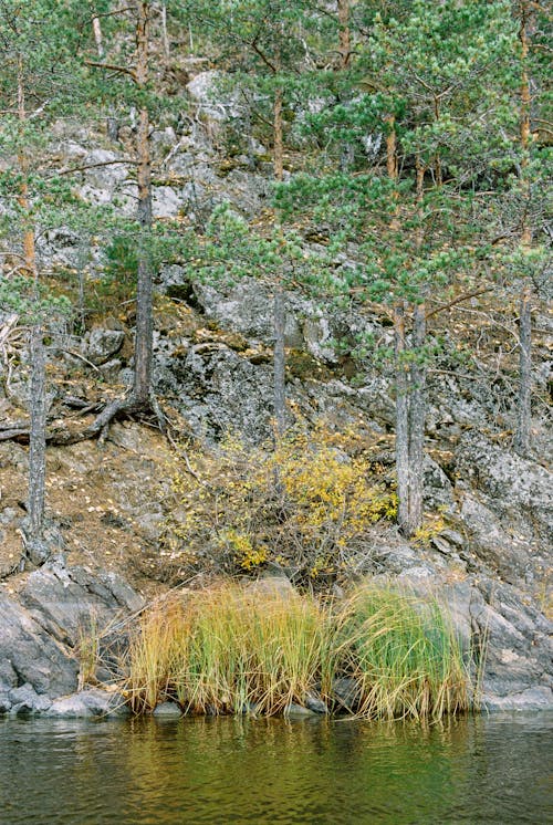 Trees Near Body of Water