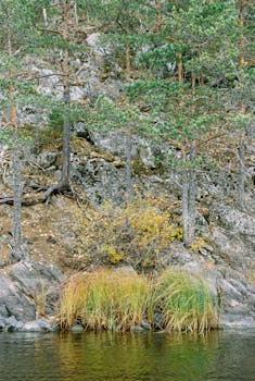 Tranquil scene of a lush forest riverbank with trees and greenery along rocky shore.