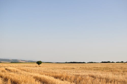 Photo of Brown Field under Clear Sky