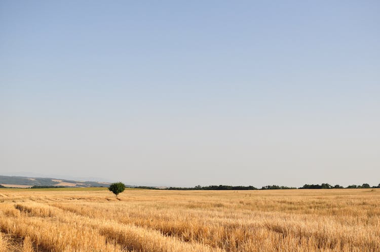 Photo Of Brown Field Under Clear Sky