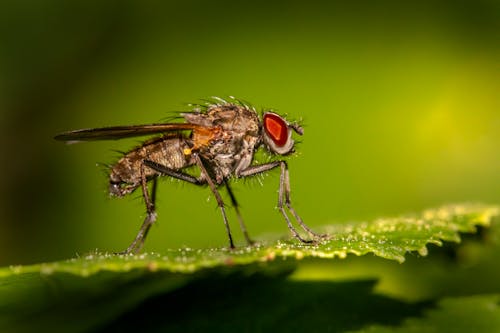 Close-Up Shot of a Fly on a Leaf 