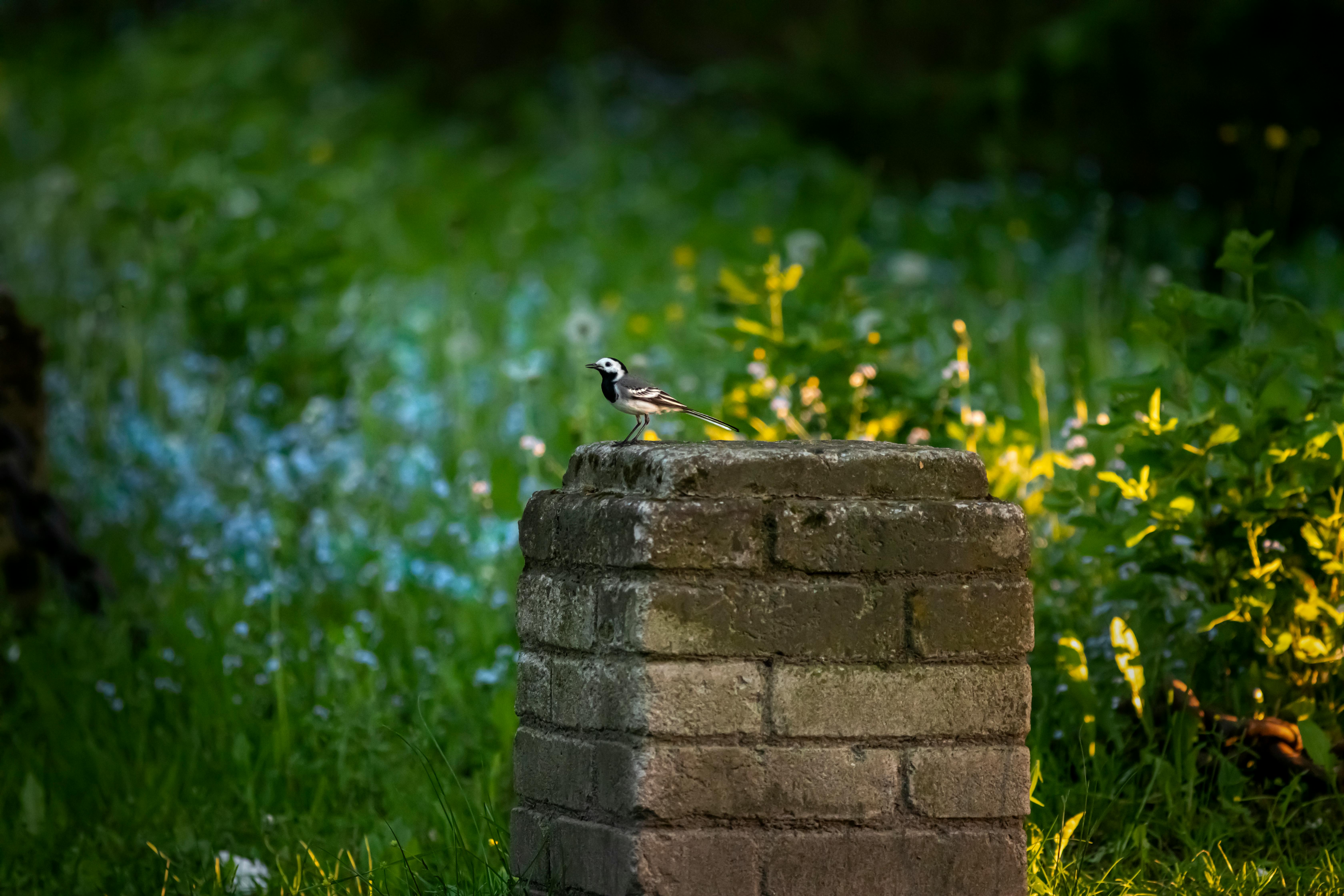 photo of a white wagtail on a stone