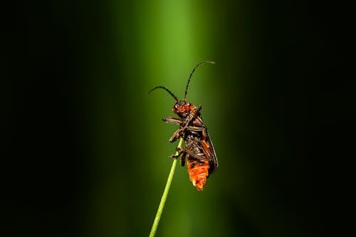 Close-Up Shot of a Beetle