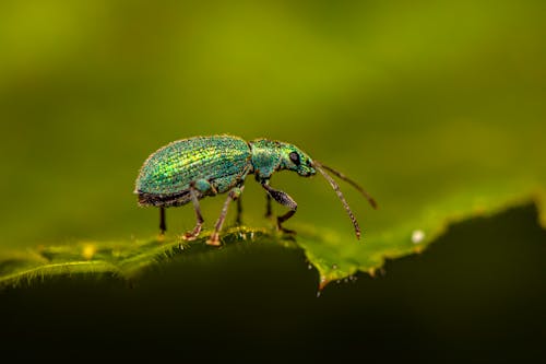 Gratis Foto stok gratis beetle, fotografi makro, fotografi serangga Foto Stok