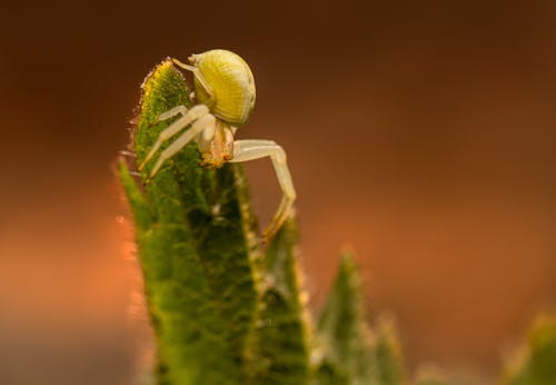 altın başak yengeç örümceği, eklem bacaklı, hayvan içeren Ücretsiz stok fotoğraf