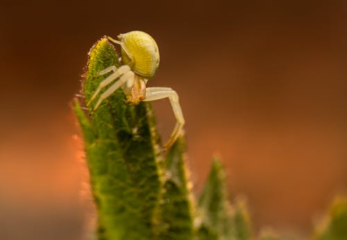 Základová fotografie zdarma na téma členovec, fotografování zvířat, krab pavouk zlatý