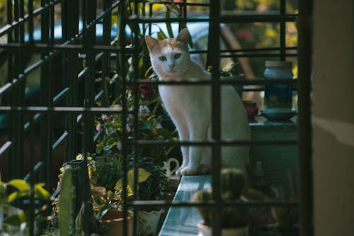 Kostenloses Stock Foto zu grills, haustier, katze