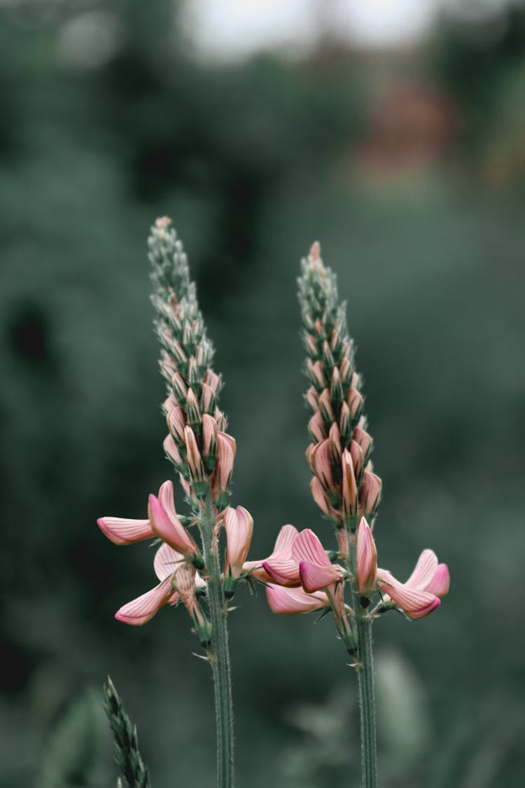 Common Sainfoin Flowers In A Field