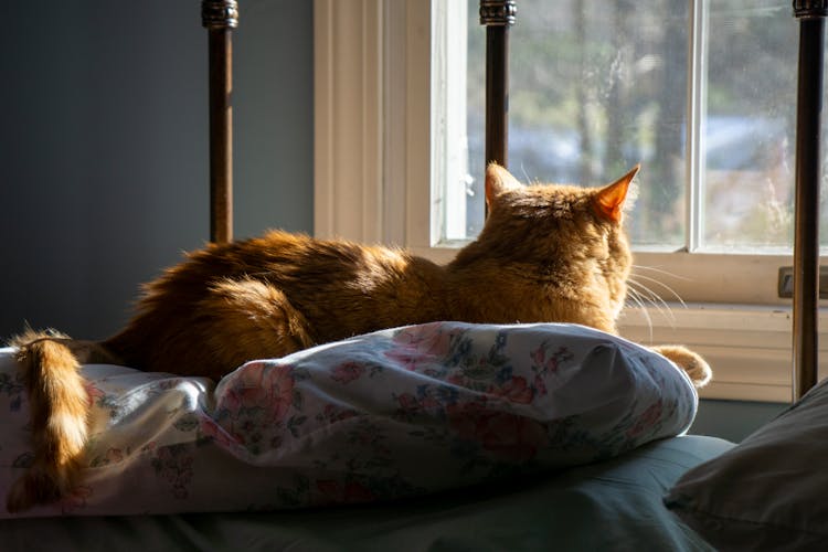 A Tabby Cat Lying On Bed Looking At Window