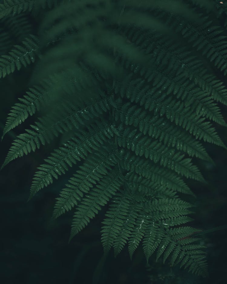 Green Fern Plant 