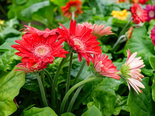 Red Flowers in Bloom