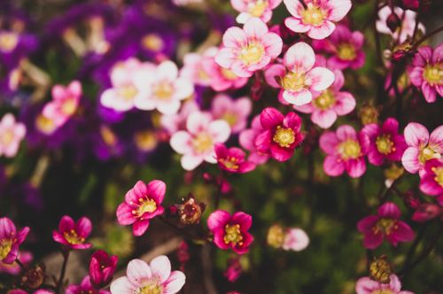 Free Close-up of vivid pink and white blooming flowers in a lush garden setting. Stock Photo