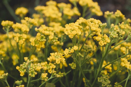 Безкоштовне стокове фото на тему «aurinia saxatilis, впритул, жовті квіти»