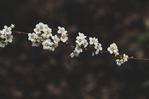 Foto stok gratis bunga putih, bunga-bunga, flora