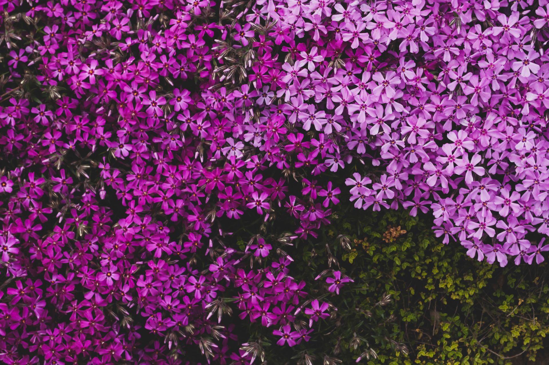 A stunning display of purple Phlox subulata flowers in full bloom, showcasing vibrant spring colors.