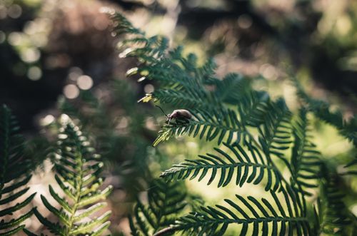 Free A detailed view of an insect perched on vibrant fern leaves, captured in natural lighting. Stock Photo